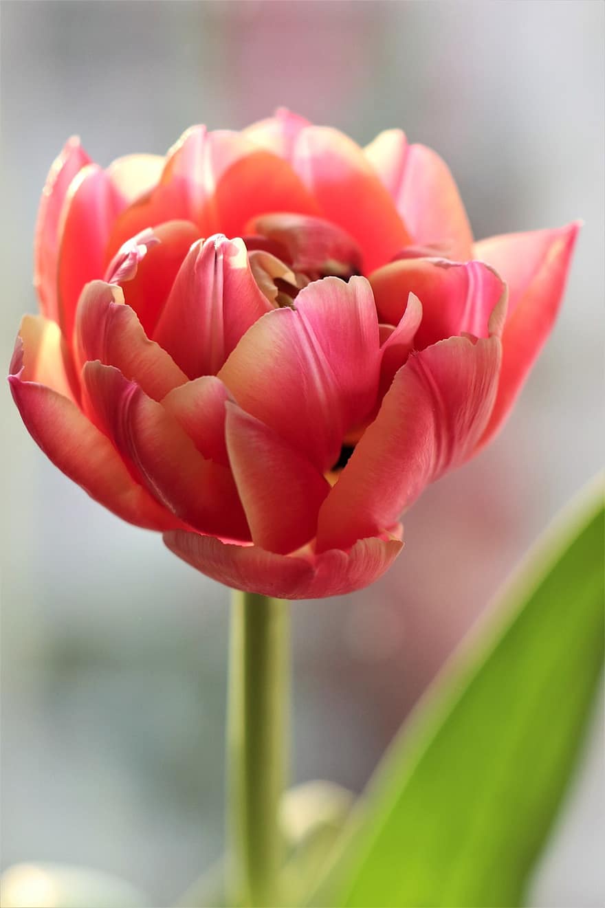 тюльпан, цветущий цветок, розовый цветок, природа, закрыть, весна, апрель, цветок, завод, крупный план, головка цветка