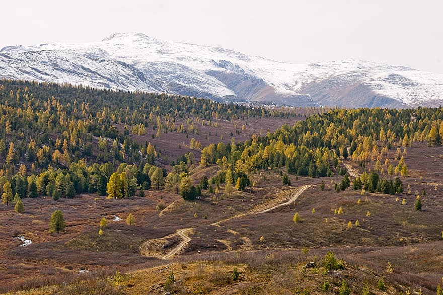 natur, træer, efterår, sæson, udendørs, rejse, udforskning, landskab, Altai, bjerge, Skov