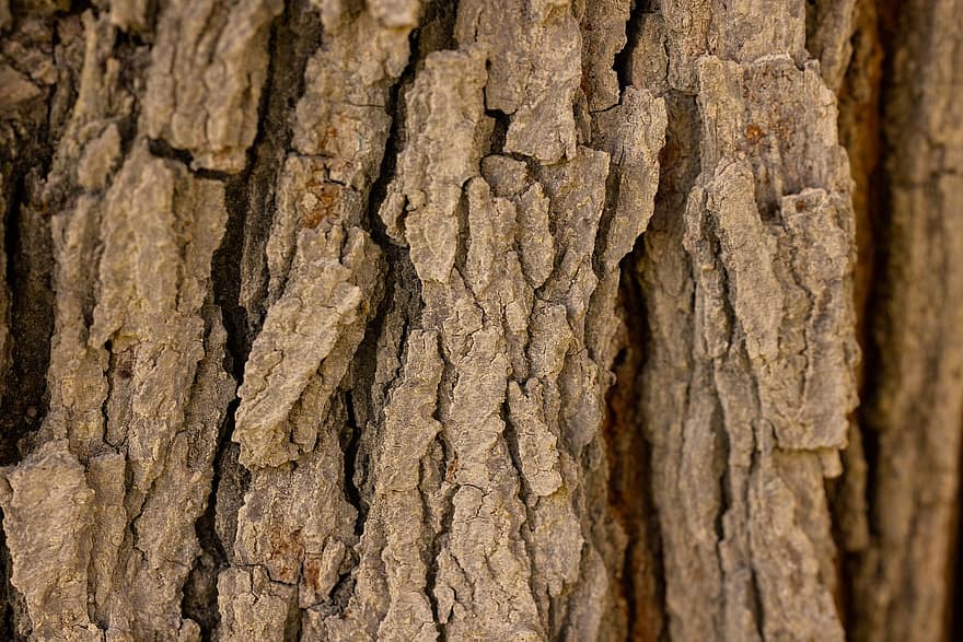 madeira, casca de árvore, textura de madeira, superfície de madeira, fundo
