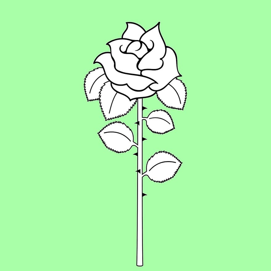 flor, en blanco y negro, naturaleza, jardín, planta, rosado, flora