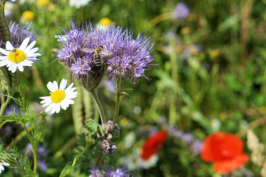 цвете, пчела, ливада, поле, лято, насекомо, градина, природа, растение, флора, разцвет