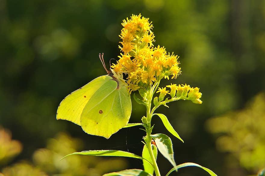 Butterfly, Pollinate, Butterfly Wings, Pollination, Green Butterfly, Yellow Flowers, Inflorescence, Bloom, Blossom, Flora, Lepidoptera