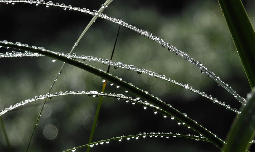 fotografi, natur, gräs, beaded, regn, fotografera, fokus