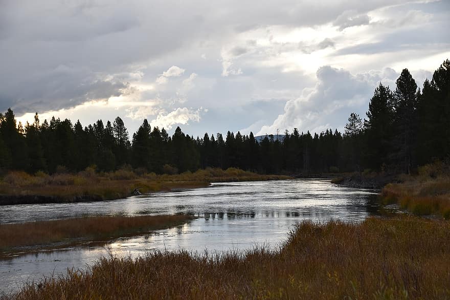 rivière, des arbres, forêt, les bois, réflexion, Montana, paysage