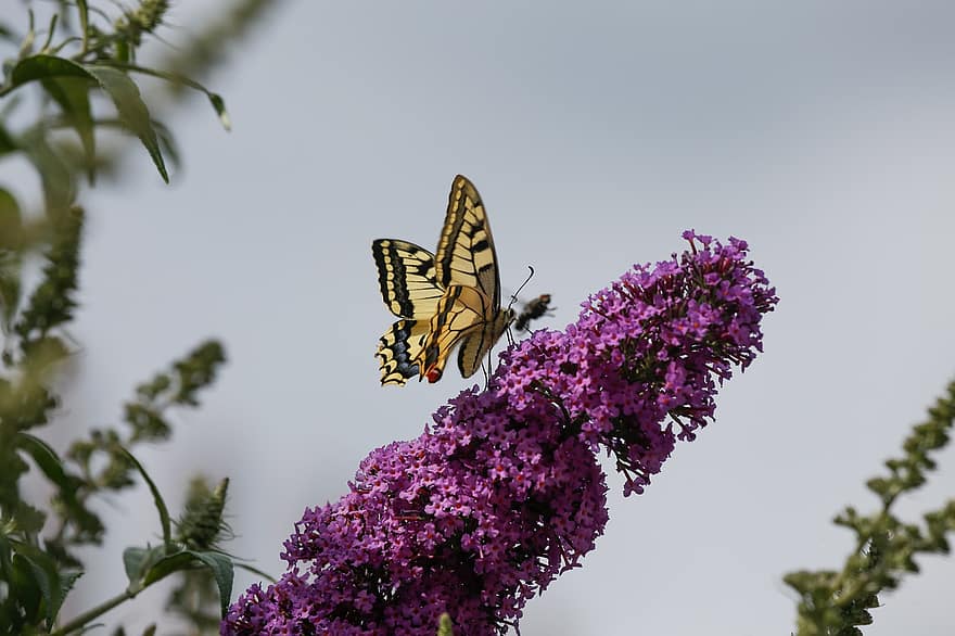 Butterfly, Insect, Pollination, Nature, Dovetail, Flowers, Biology, Butterfly Wings