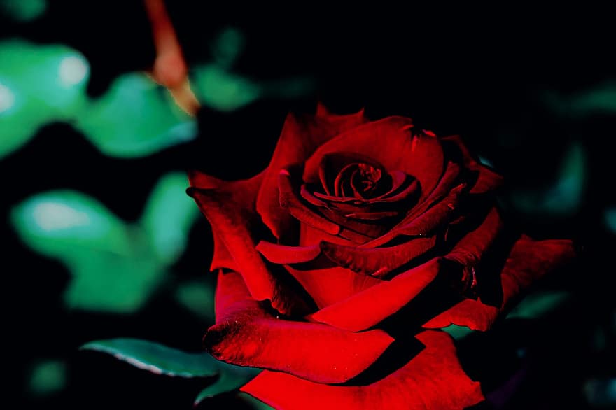 цветок, Красная роза, лепестки, Флора, цветение, крупный план, лепесток, лист, завод, романс, головка цветка