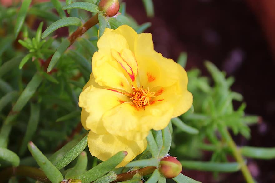 Portulaca Grandiflora, Portulak, flor, floración, amarillo, pequeña, Rosa, cama de flores, flora, naranja, verde
