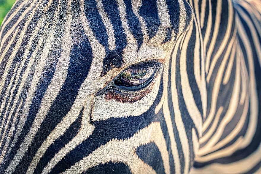 зебра, глаз, полосы, экзотический, животное, в полоску, голова, млекопитающее, лицо, Посмотреть, дикий
