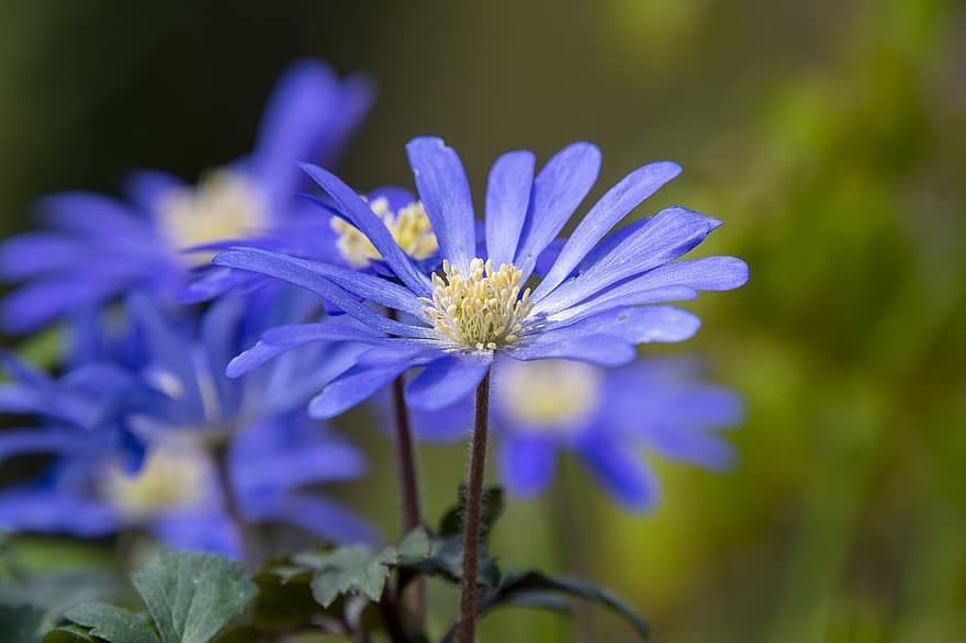 квітка, ромашка, блакитний, блакитна ромашка, блакитна квітка, блакитні пелюстки, цвітіння, флора, природи, впритул