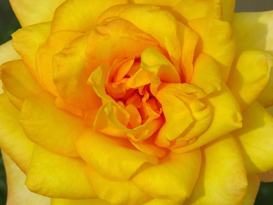 juste rose, juste jaune, Une rose jaune, Rose, fleur, sentiments, émotions, bonheur, la vie, coloré, printemps