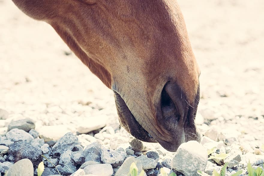 con ngựa, ngựa con, cái đầu, lỗ mũi, đất, đá, đầu ngựa, ngựa nâu, thú vật, động vật có vú, ngựa