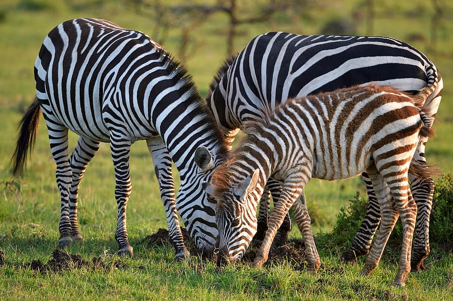 zebra, Vanlig zebra, däggdjur, Equus Burchellii, djur-, masai mara, kenya, afrika, randig, djur i det vilda, safari djur