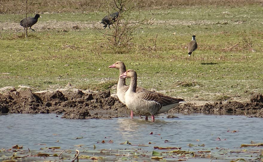 Greylag Geese, Geese, Birds, Anser Anser, Waterfowls, Water Birds, Aquatic Birds, Animal, Plumage, Migratory, Ornithology