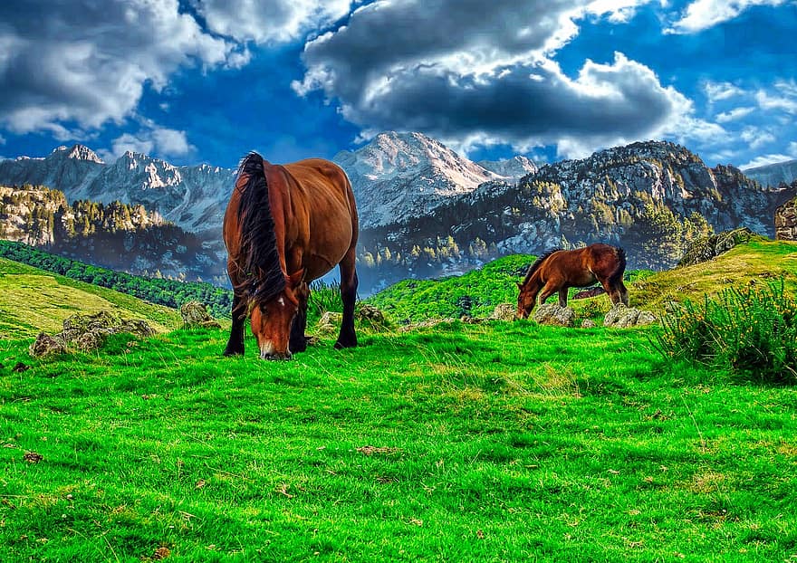 коні, природи, краєвид, гори, поле