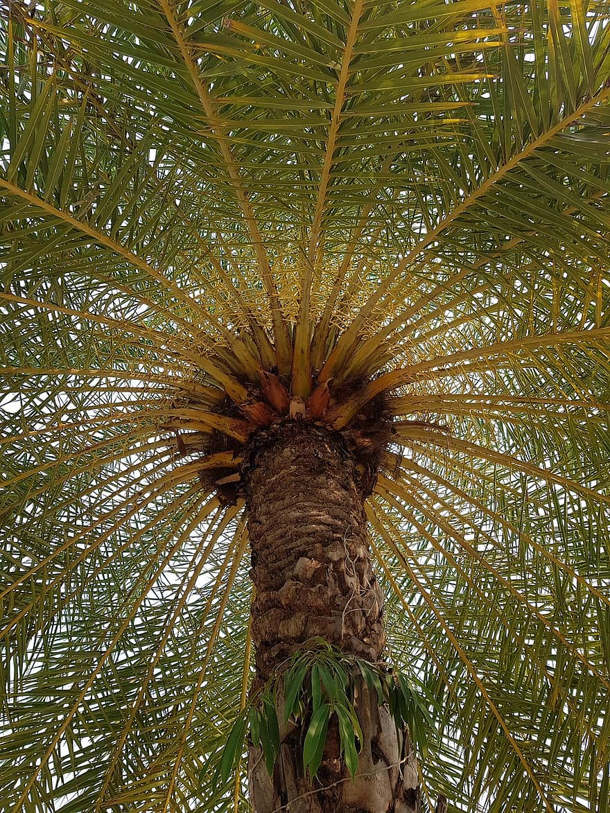 palmu koks, tropu, raksturs, ēna, ārā, salu, Taizeme