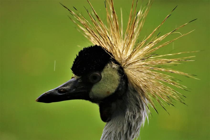 dźwig, Natura, ptak, głowa, dzikiej przyrody