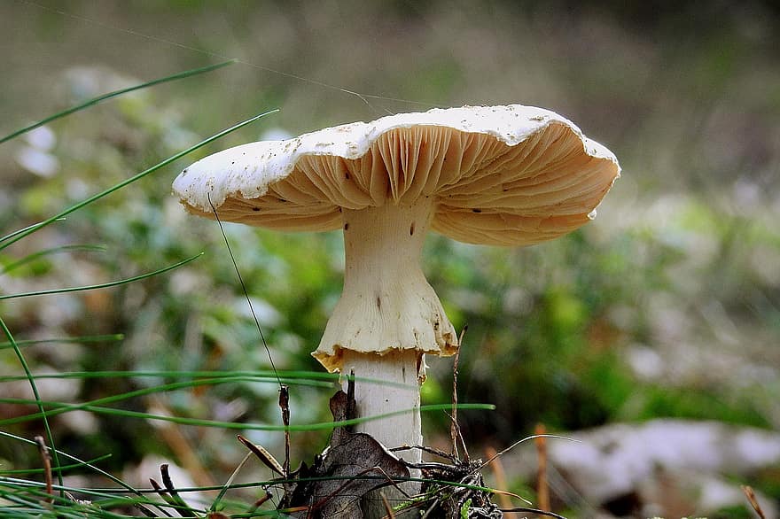 cogumelo, fungo, floresta, venenoso, tóxico, cogumelo da floresta, natureza