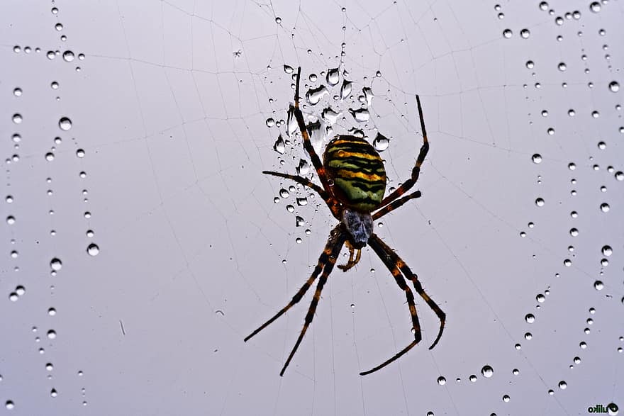 wesp spider, spinachtige, web, regendruppels, zebraspinne, dier, dieren in het wild, natuur, spin, spinnenweb, detailopname
