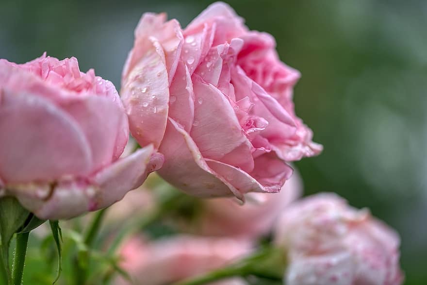 Rosen, blühen, Rosenstrauch, Rosenblätter, Laub, Grün, Rosa, Blumen, Buchse, Regentropfen, nass