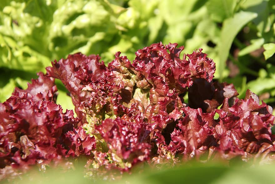 Sarkano lapu salāti, dārzeņi, ēdiens, lollo rosso, veselīgi, uzturs, bioloģiski, ražot, lauksaimniecību
