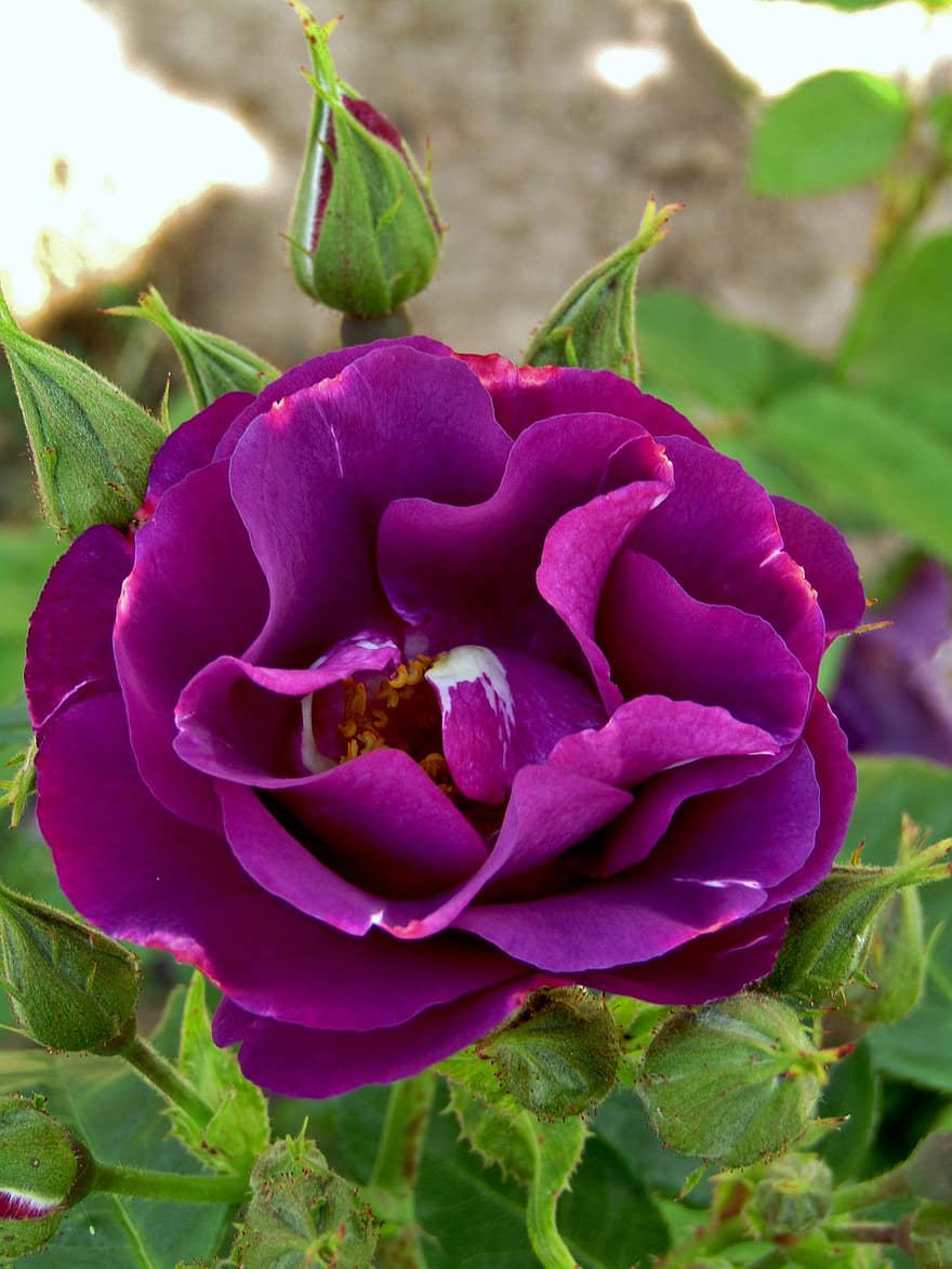 Rosa, flor, brotes, Flor violeta, flor Purpura, floración, planta floreciendo, planta ornamental, planta, flora, naturaleza