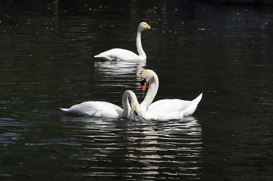 Swans, Birds, Lake, White Swans, Anatidae, Water Birds, Aquatic Birds, Waterfowls, Pond, Water, Animal World