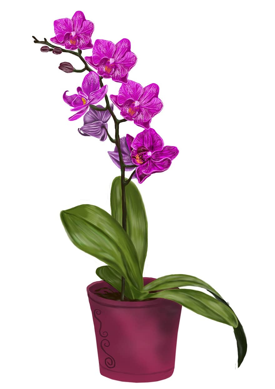 orkidé, blomst, violet, tegning