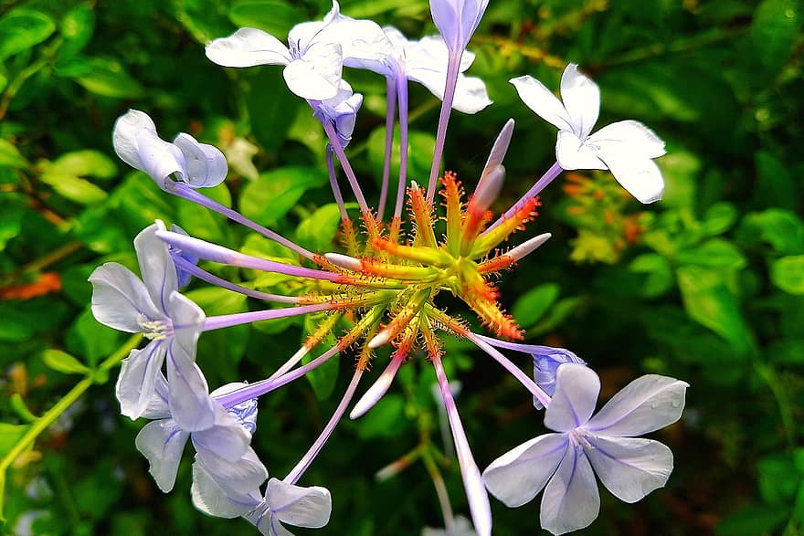 cabo leadwort, las flores, planta, Flores moradas, brotes, pétalos, floración, naturaleza