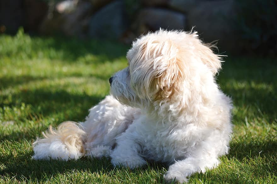 câine maltez, câine, animal domestic, animal, mamifer, companion, blană, relaxa, iarbă, peluză, în aer liber