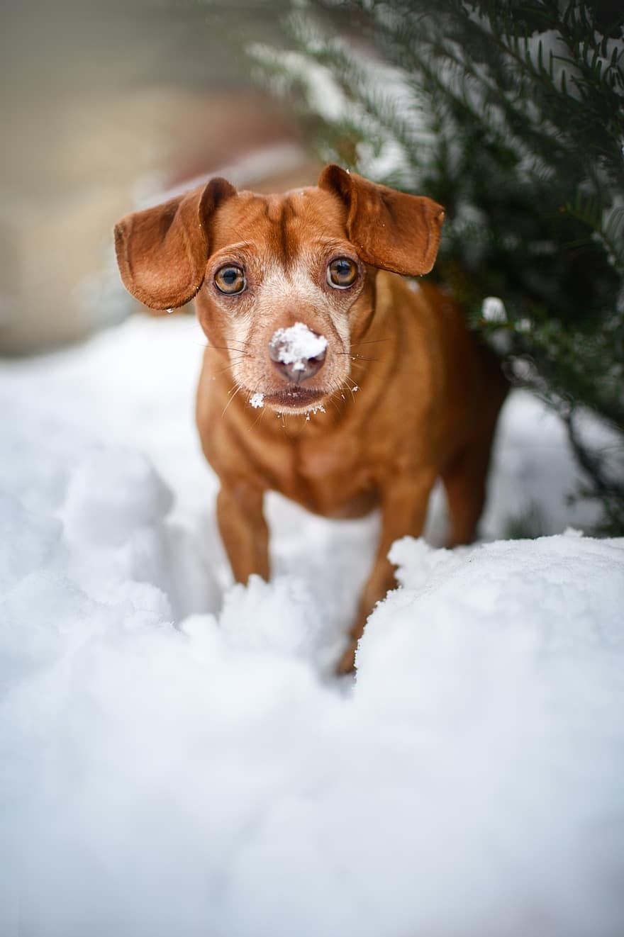 šuo, naminių gyvūnėlių, sniegas, rudas šuo, snieguotas, žiemos, šalčio, šalta, dulkių, žiemą, gyvūnas