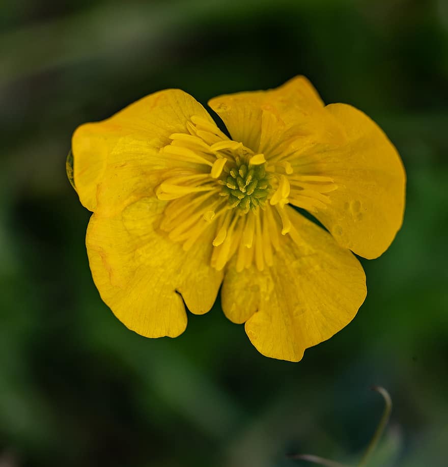 Marsh Marigold, Flower, Plant, Kingcup, Caltha Palustris, Caltha, Yellow Flower, Petals, Bloom, Wildflower, Buttercup