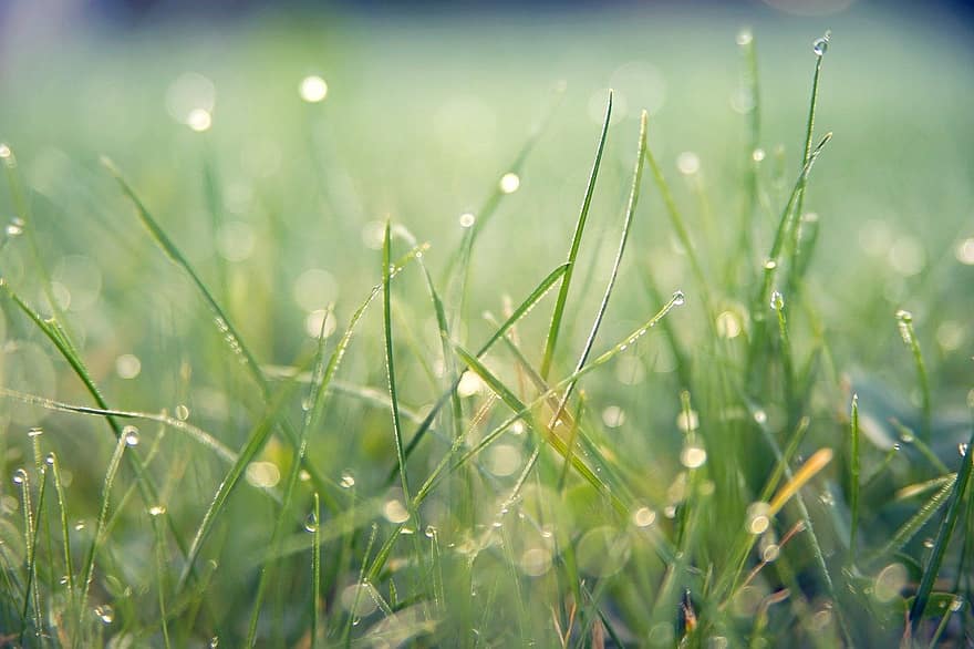 gräs, makro, utomhus, bokeh, regn, våt, gräsmatta, äng, grön färg, närbild, växt