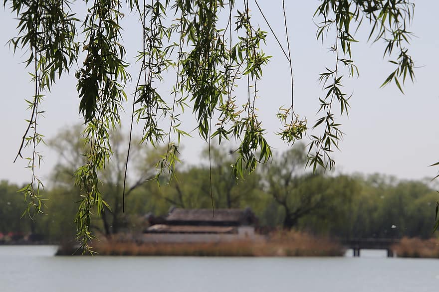 branches de saule, Lac, scène, Île du milieu du lac, eau, vieil immeuble, parc de yuanmingyuan