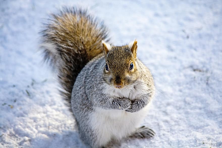 scoiattolo, scoiattolo grasso, carina, roditore, natura, inverno, animali allo stato selvatico, pelliccia, avvicinamento, un animale, piccolo