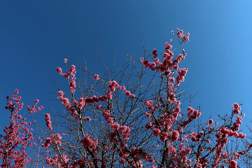 나무, 꽃들, 핑크색, 봄, 개화, 이행, 새싹, 식물학, 플로라, 가지, 파란 하늘