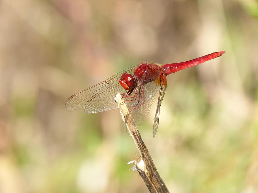 λιβελούλα, κόκκινο dragonfly, έντομο, Πορτοκαλόφτερο Dropwing, Scarlet Rock Glider, Kirby's Dropwing, trithemis kirbyi, φύση