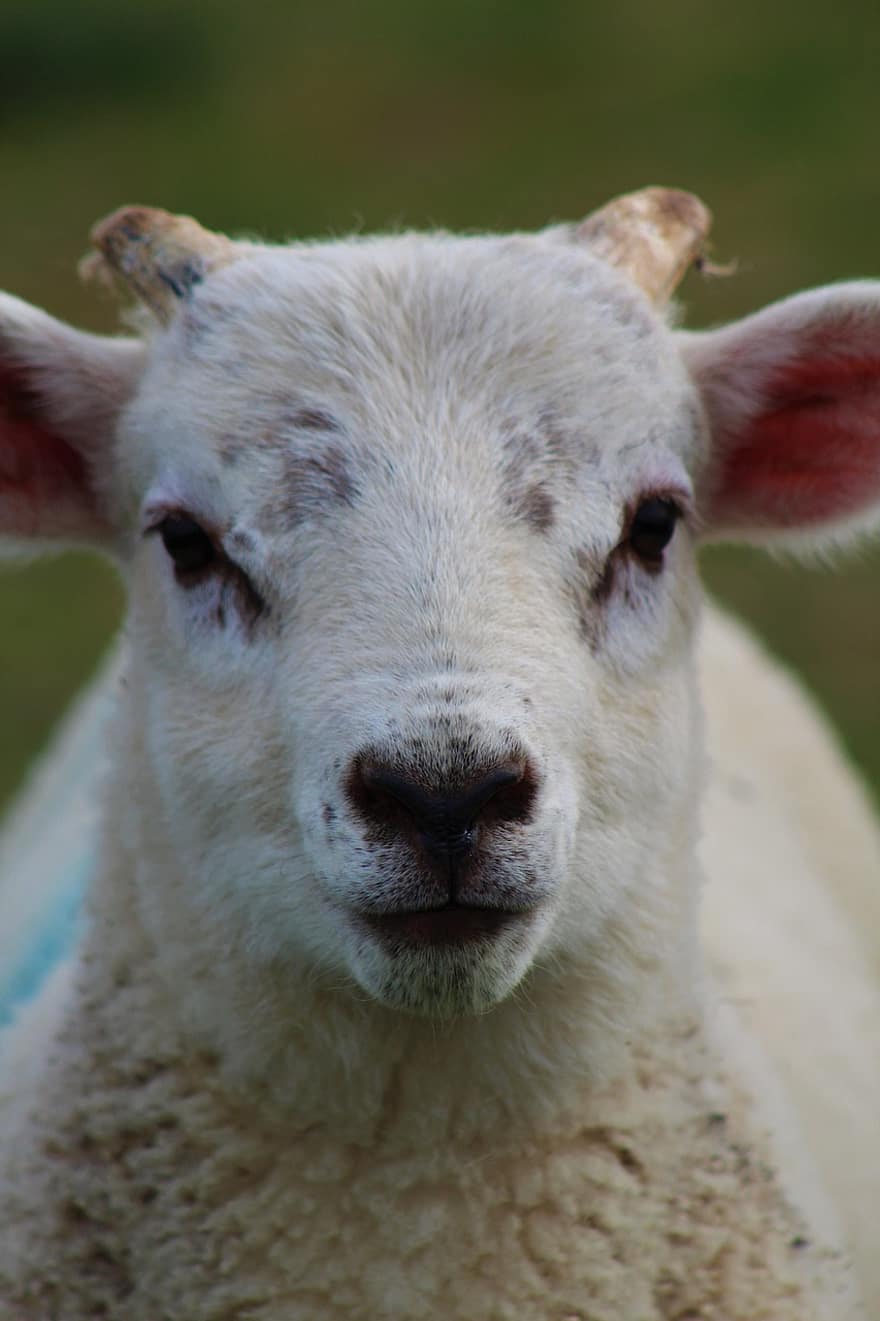 ovelha, Cordeiro, animal, pecuária, fofa, bebê, Fazenda, cena rural, grama, agricultura, pasto
