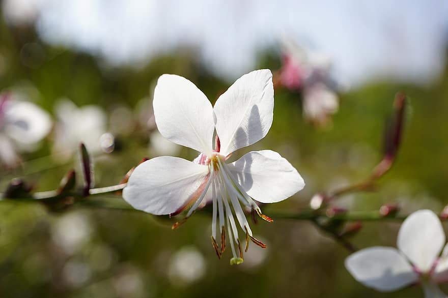 balta gaura, zieds, augu, balts zieds, ziedlapiņām, putekšņi, zied, pļava, raksturs