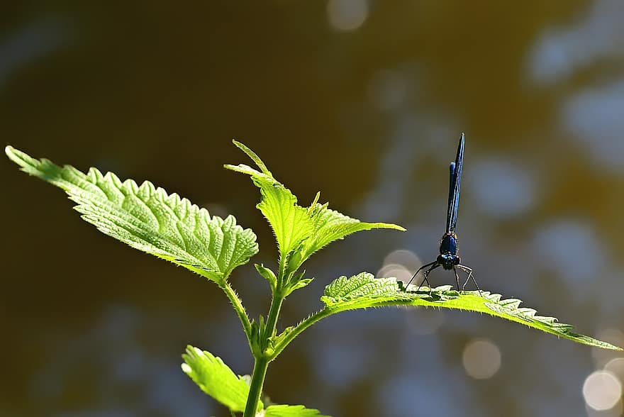 dragonfly, blå, insekt, natur, nærbilde, fly insekt, Demoiselle, blader
