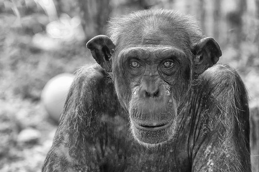 ximpanzé, primat, animal, mamífer, mico, animals a la natura, Àfrica, Espècies en perill d'extinció, blanc i negre, retrat, pluja tropical