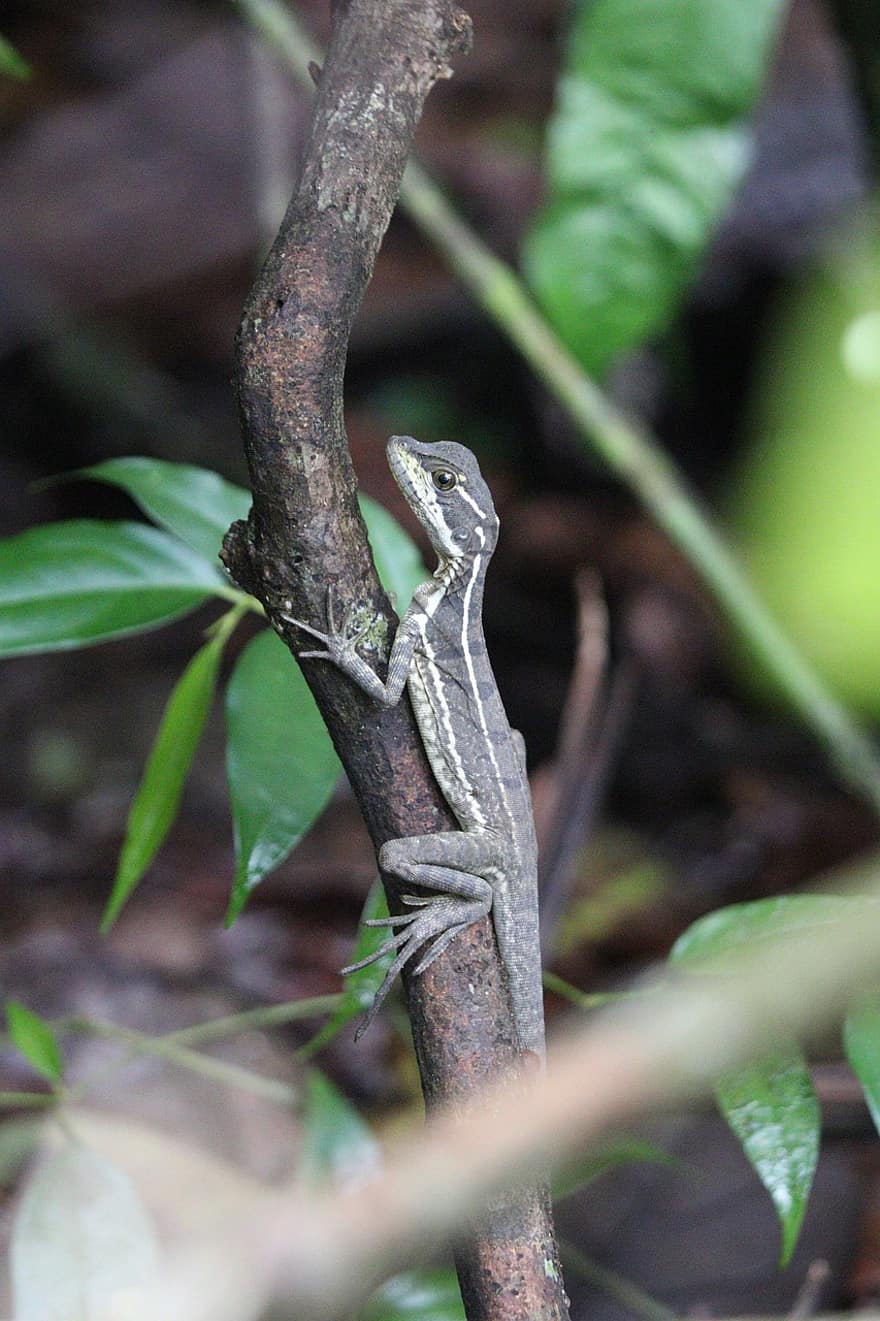 ящірка, Коста-Ріка, плазун, дикої природи, тварина