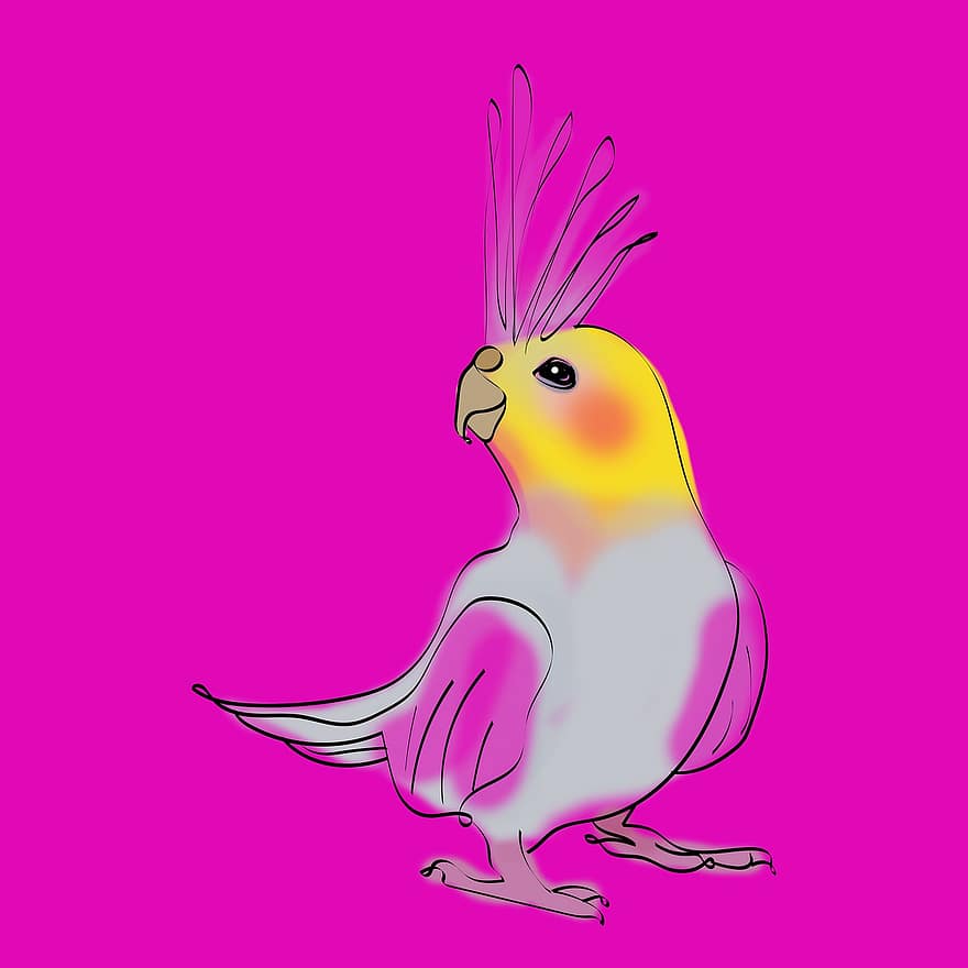 Parakeet, Bird, Drawing, Tropical, Wings, Pet, Feathers, Beak, illustration, feather, vector