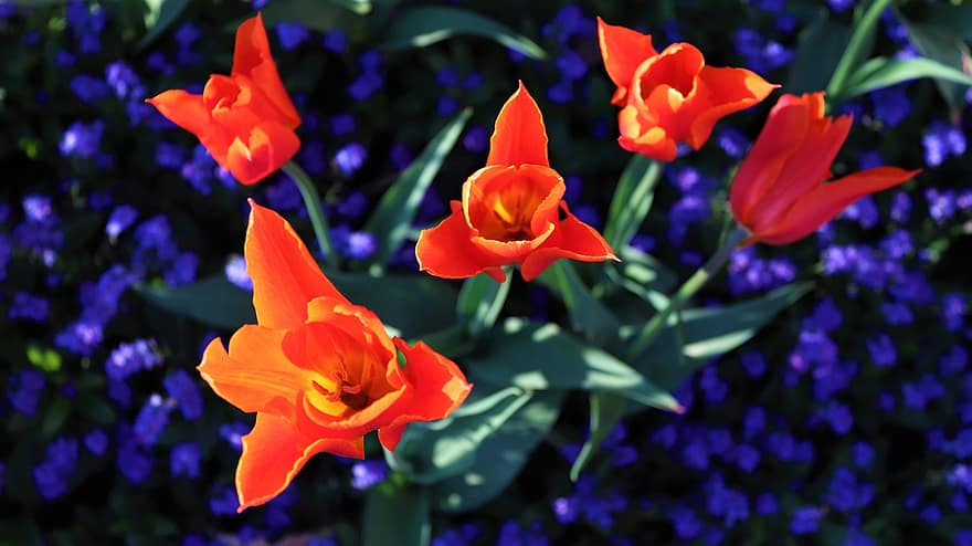 tulipany, kwiaty, pomarańczowe tulipany, kwiaty tulipanów, łóżko kwiatowe, Natura, kwiat, flora, kwitnąć, płatki, pomarańczowe płatki