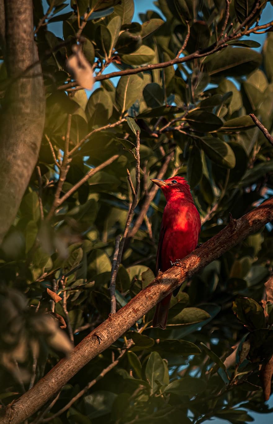 Bird, Tree, Perched, Leaves, Foliage, Perched Bird, Red Bird, Red Feathers, Red Plumage, Feathers, Plumage