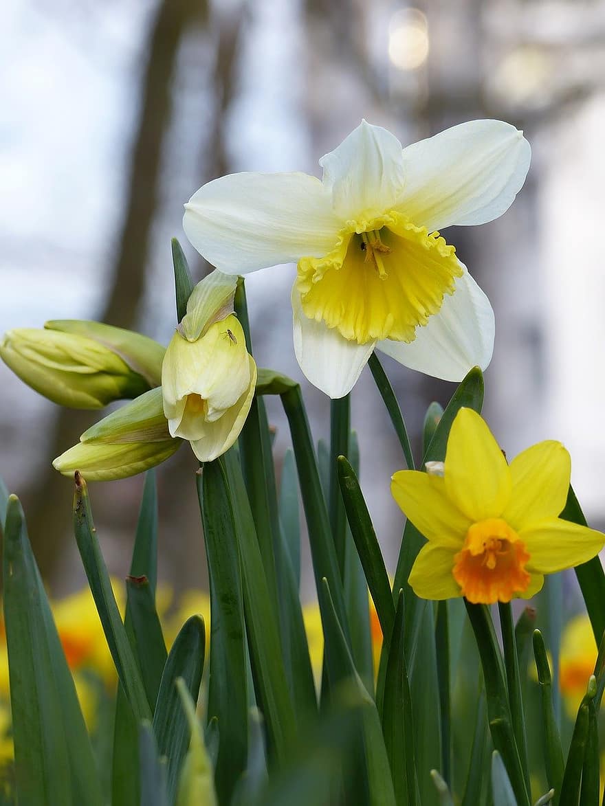 Easter Bell, Flowers, Plants, Daffodil, Forsythias, Petals, Bloom, Blossom, Flora, Spring, Nature