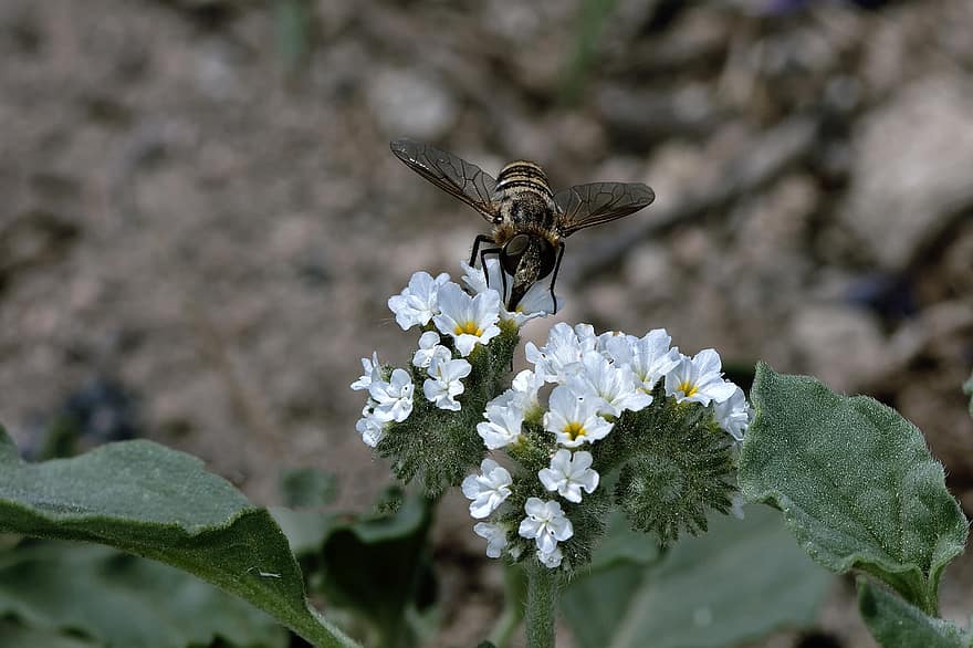 蜂、フラワーズ、受粉する、受粉、膜翅目、昆虫、翼のある昆虫、白い花、葉、植物、庭園