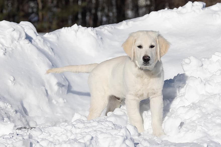 jenis anjing Golden Retriever, anak anjing, salju, anjing, inggris cream golden retriever, musim dingin, membelai, hewan, anjing muda, lokal, imut
