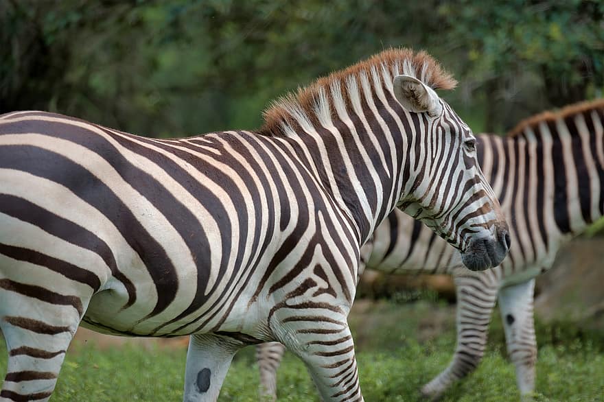 zebras, juostelės, pobūdį, laukinės gamtos, gyvūnas