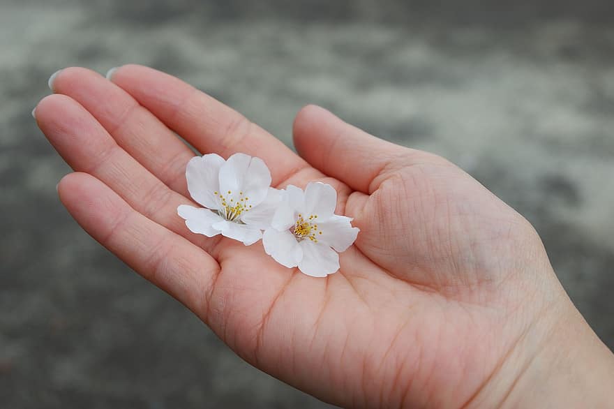 Flors de cirerer, Japó, primavera, flors, flor, primer pla, pètal, planta, estiu, cap de flor, mà humana