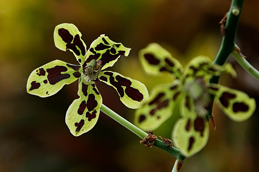 bloem, Papoea-orchidee, orchidee, flora, detailopname, groene kleur, fabriek, blad, macro, tak, zomer